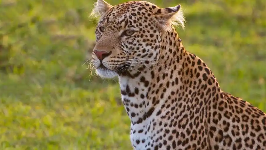 豹,野猫,草 壁纸