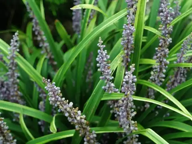 山麦冬阔叶山麦冬应用植物图鉴no464