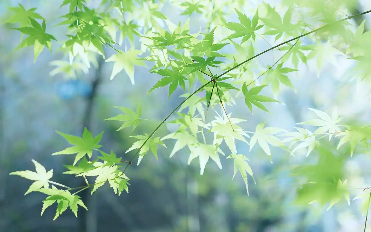 清护眼花卉植物高清电脑壁纸图片.好看的绿色系壁纸,护眼又清新,喜欢