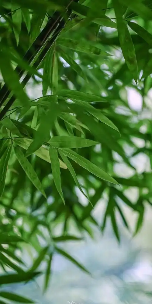 812_1620竖版 竖屏