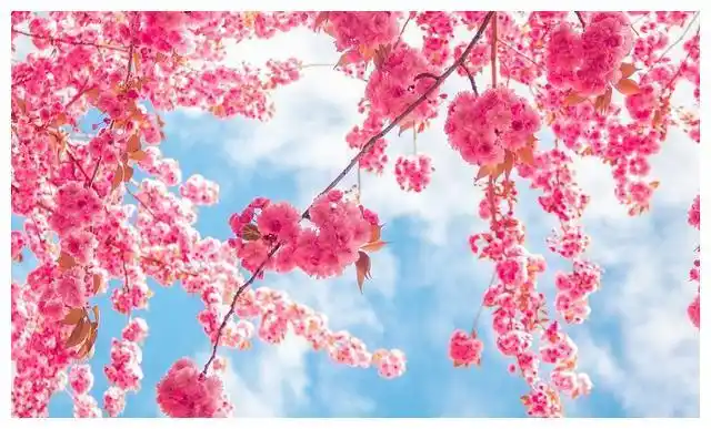 24-30运势详解,桃花运增强,爱情的机会自然就出现了|狮子座|桃花运