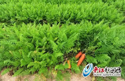 晋江胡萝卜滞销 爱心超市采购仍不解燃眉之急