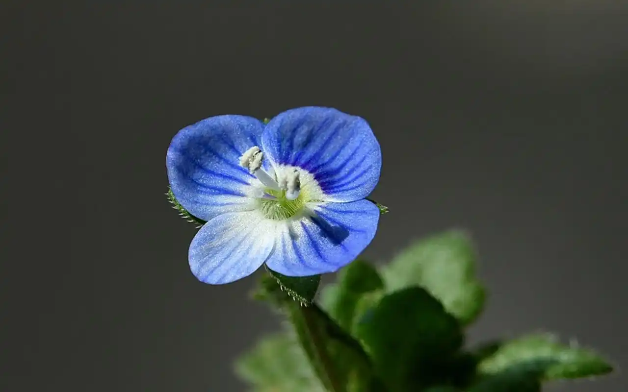 清新好看的蓝色小花微距摄影图片桌面壁纸