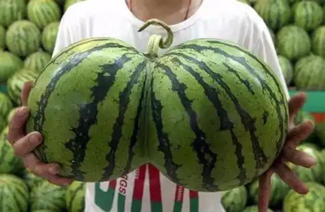 c罩杯相当于多大的水果(罩杯大概跟什么水果一样大)