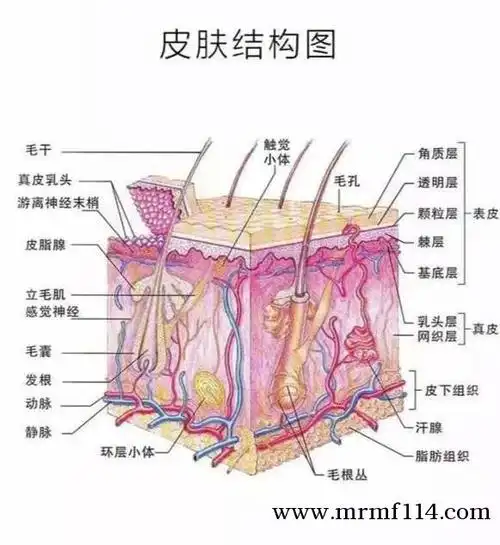 以下是我们的皮肤结构图,大家可以分析下,谢谢!