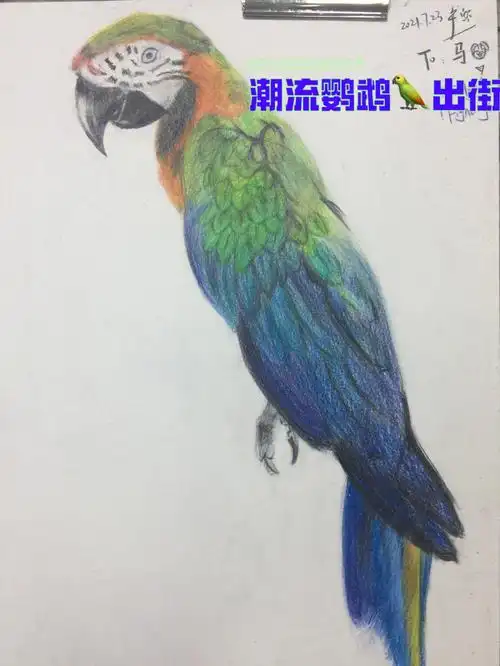 鹦鹉00好难画