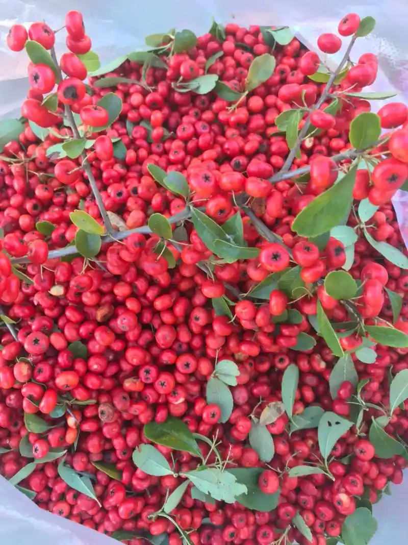 小丑火棘果熟了 - 抖音