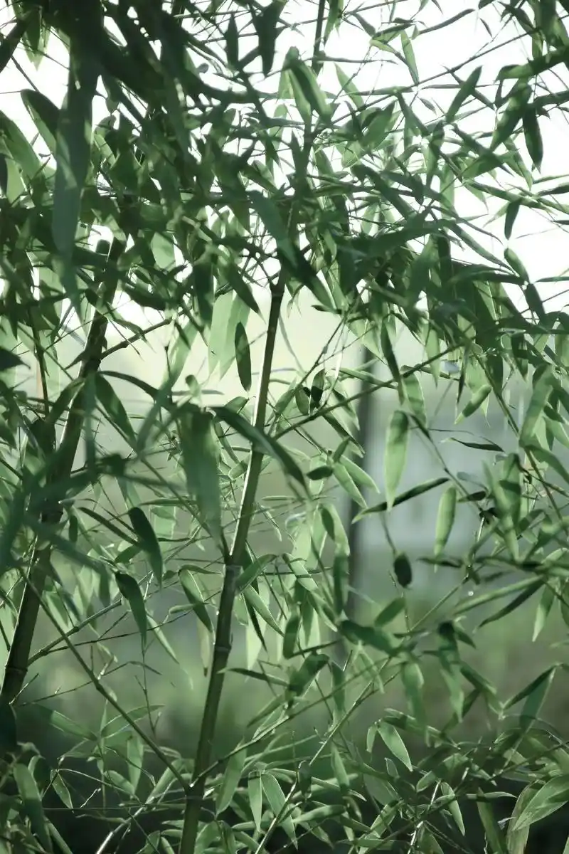 我依旧热爱春风,即使已临冬#古风 #竹林 #随拍  - 抖音