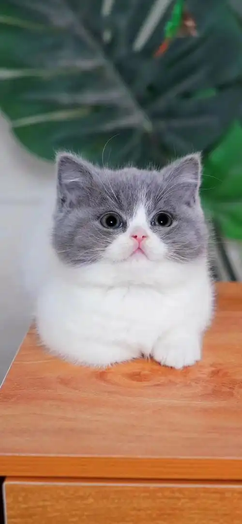 净樊蓝白英短妹妹