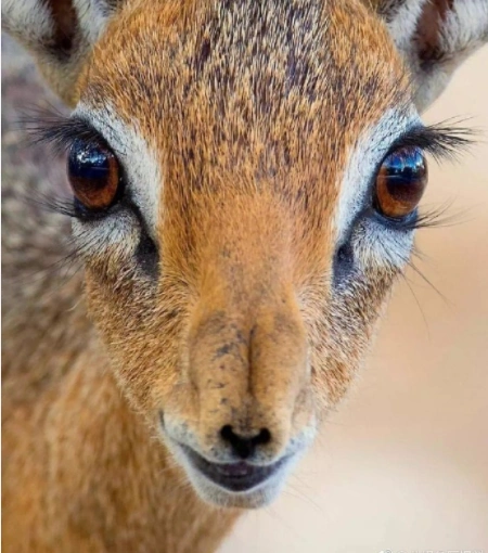 这是什么神仙动物,大眼睛长睫毛小v脸,长得也太好看了吧