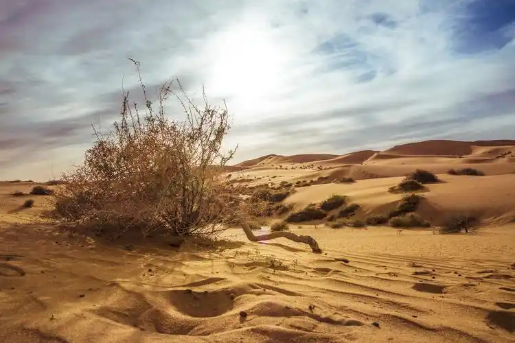 来自《腾格里沙漠》的图片