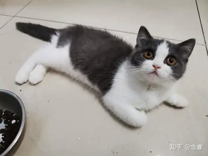 英短蓝白猫1000元值得购买吗