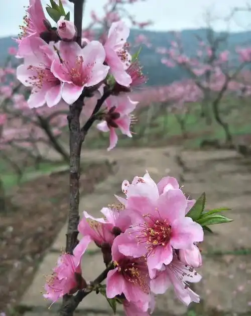 春日里探访成都桃花故里,十里桃花不如你
