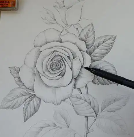 一束玫瑰花简笔画素描