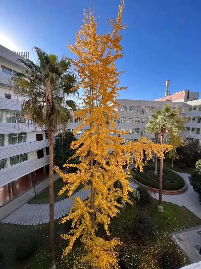 绝版的昨天⌯>ᴗo⌯#校园生活 #瑞安四中