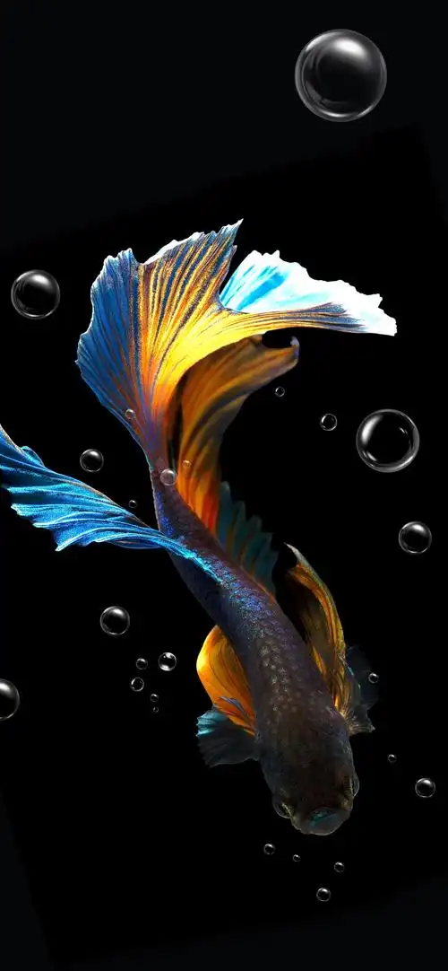 高清动物主题手机壁纸