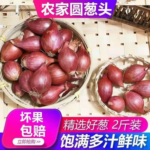 新鲜迷你小洋葱东北毛葱生吃干红葱头商用摆盘佐餐熬葱油卤肉调味