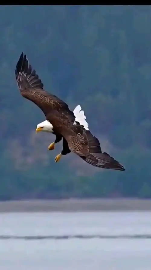 七律·咏鹰 文/苍狼 神鹰向往白云边,万里群峰上九天.