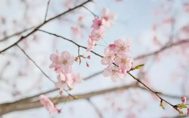 桃花图片大全唯美壁纸