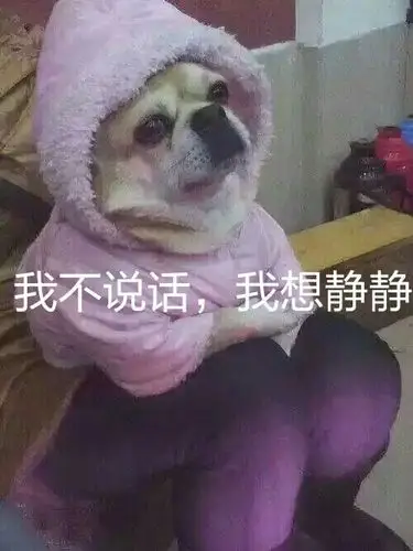 狗穿着衣服装人:我不说话,我想静静