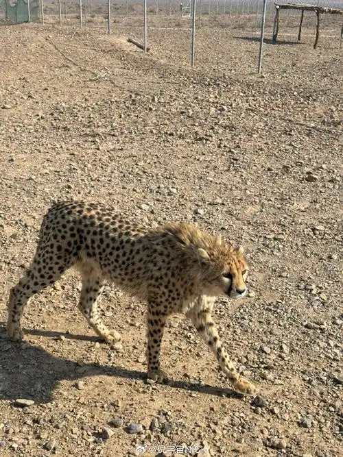 #你好伊朗##伊朗旅行##不止旅行#