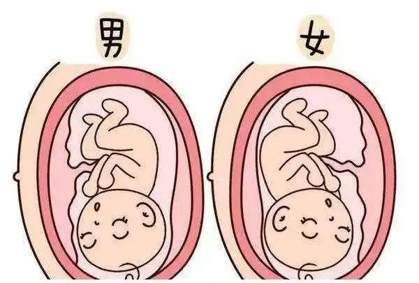 专家:虽是迷信但位置很重要|胎盘|胎儿|怀孕|早产|流产_网易订阅