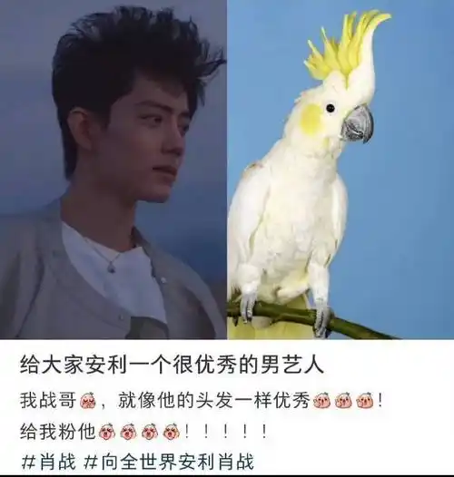 肖战看了都要保存的表情包##肖战