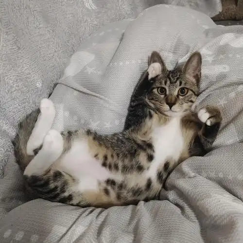 猫猫敬礼向你salute