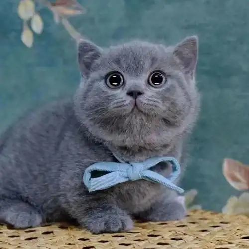 纯种蓝白金银渐层幼崽英短蓝猫长毛布偶活物幼崽折耳猫小仙女奶猫