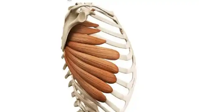 健身「前锯肌的激活训练」 前锯肌是一种重要的肌肉,位于肩胛