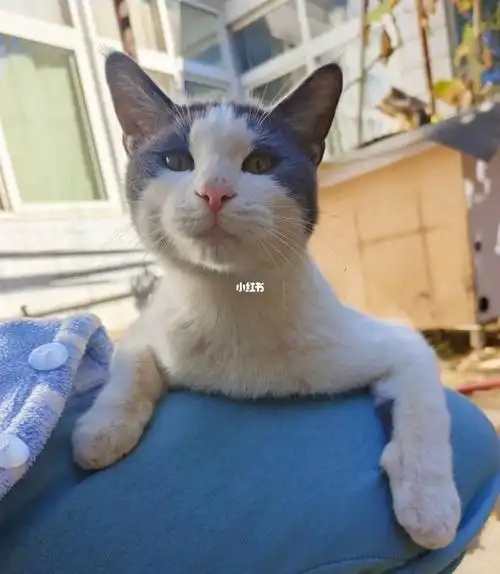 超级粘人的小宝贝#串串猫  #英短蓝白  #中华田园猫