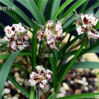 盛世牡丹.前垄一发二壮苗带花苞(2)) - 中国兰花交易网