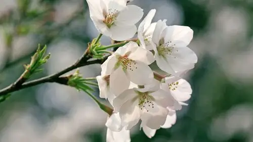樱花,花卉,电脑壁纸,壁纸樱花花语(除你之外,别无他爱)