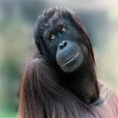 史上最丑的女生头像(精选16张)