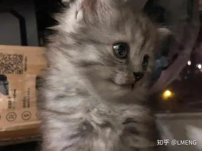 英短和土猫串串的宝宝长大了是什么样