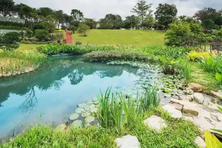 奥雅做的"雨水生态"景观设计,上了热搜!_花园_绿地_植物