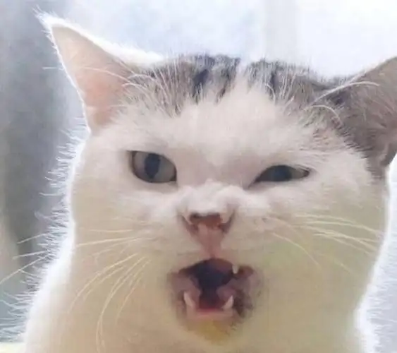 这几种猫千万别养不仅咬人还被禁养了