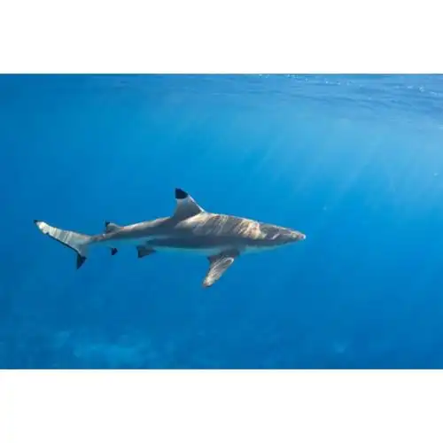 【京选推荐】鲨鱼活体蓝鲨淡水鲨小型鲨鱼活鱼热带观赏鱼凶猛成吉思汗