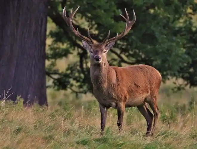 p>欧洲马鹿(学名: i>cervus elaphus /i>):是鹿科,鹿属的动物.