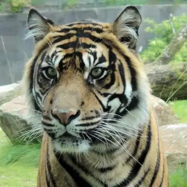 霸气老虎头像动物园里的老虎图片