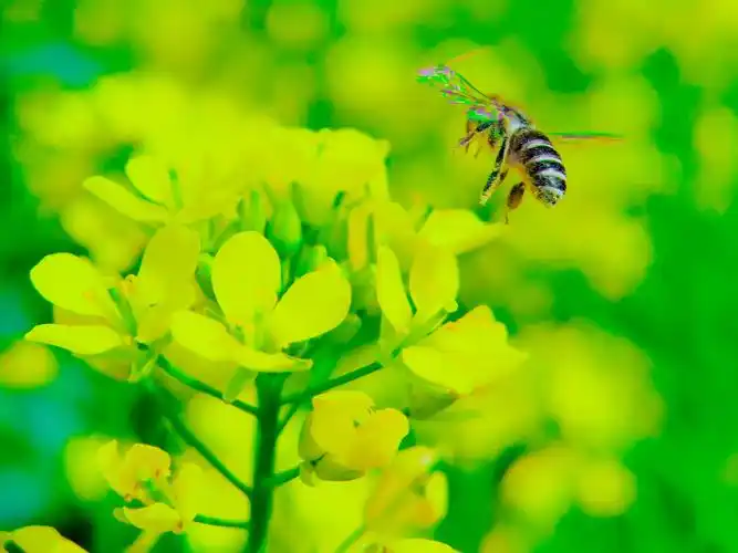 蜜蜂飞舞在油菜花田