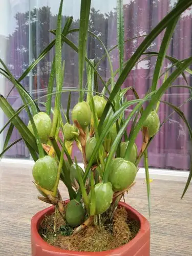 作品: 008号 咖啡兰