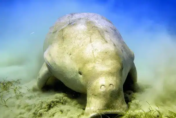 世界上真实存在的美人鱼儒艮图4