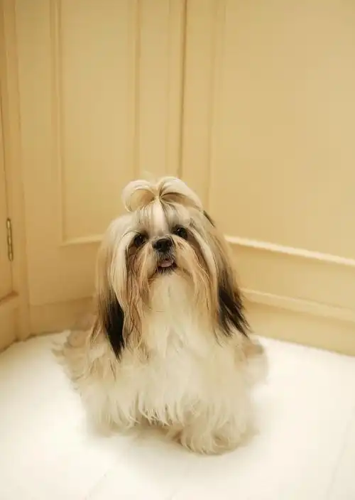 人气最旺的10种宠物狗,每一只都是名犬