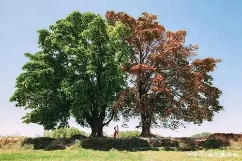致橡树:最好的爱情是木棉和橡树一般,同甘共苦,冷暖相依