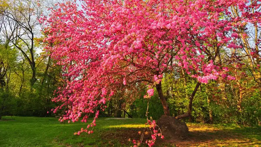 春天自然风景桌面壁纸