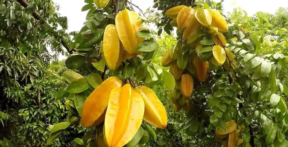 世界十大稀有水果让你的社交圈刷爆你的朋友圈_是一种_口感_果实