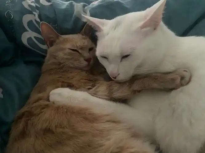 两只绝育的猫天天秀恩爱咋回事