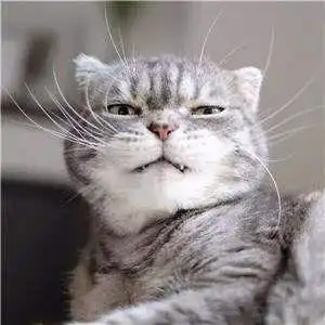 最近,抖音上有关猫咪的一个梗——搓脚猫,视频里的猫咪真的是非常的有