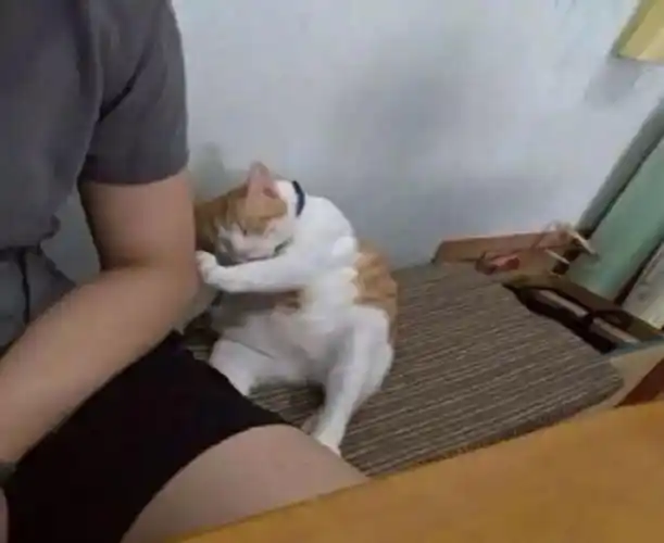 猫:啊,快起开,你压到我脚了